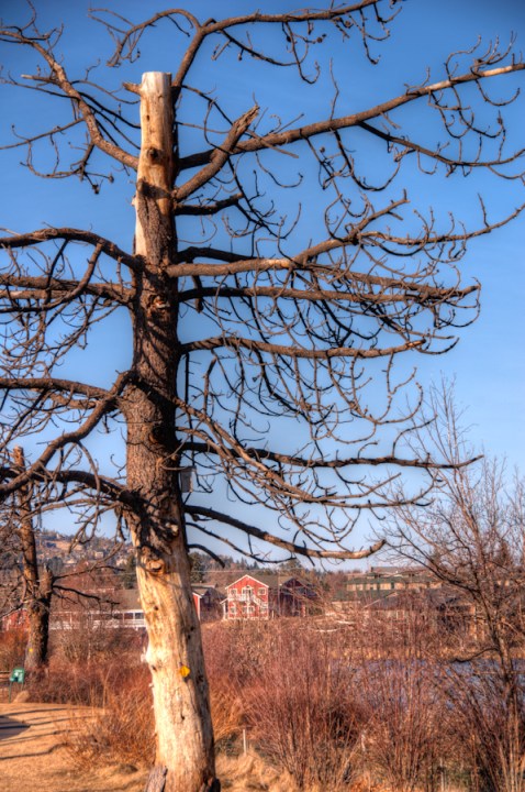 Maralee_Park_Day31_00002