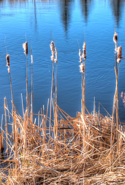 Cattails Maralee_Park_Day34_00002