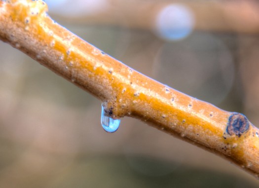 Water Drop Maralee_Park_Day44_00005