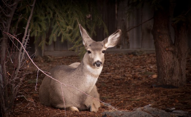 Maralee_Park_Day51_00003