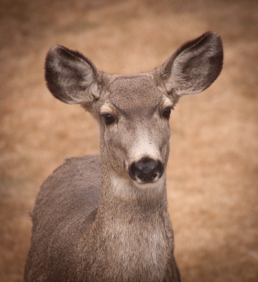 Maralee_Park_Day51_00002