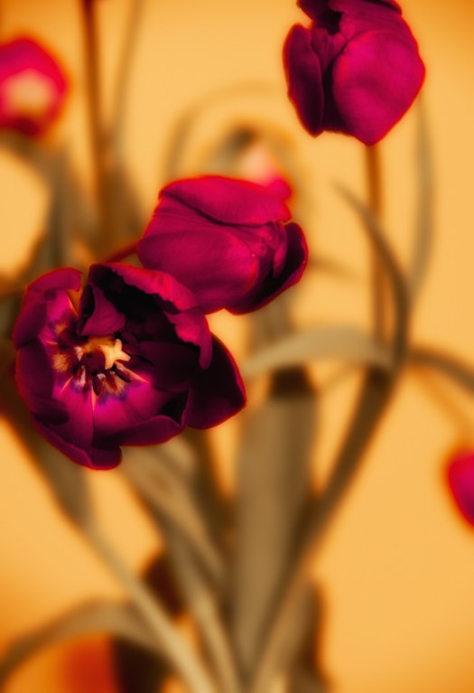 Maralee_Park_Day54_00001