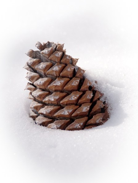 Maralee_Park_Day60_00003