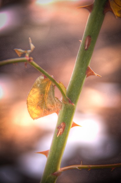 Maralee_Park_Day60_00002