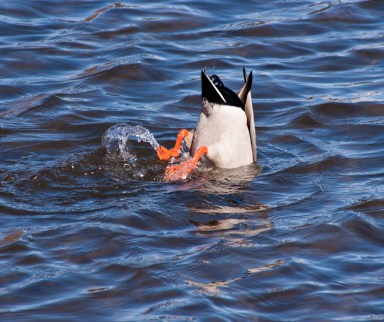 Maralee_Park_Day61_00005