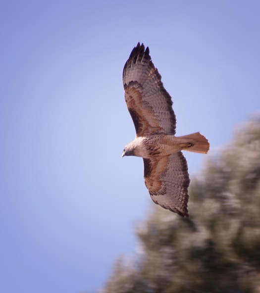 Maralee_Park_Day70_00001