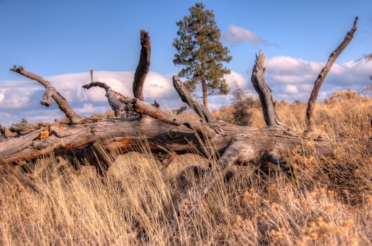 Maralee_Park_Day71_00002