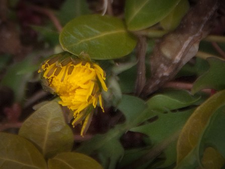 Dandelion Maralee_Park_Day79_00003