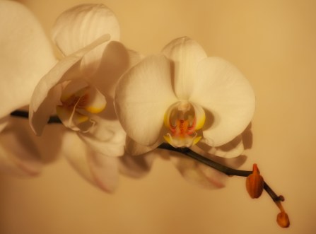 Maralee_Park_Day81_00003