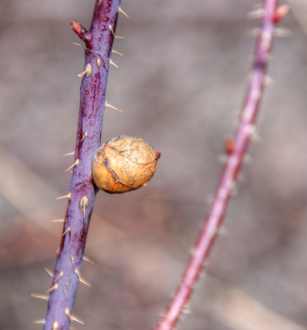 Maralee_Park_Day84_00003