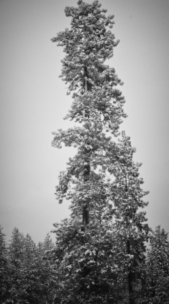 Maralee_Park_Day91_00002