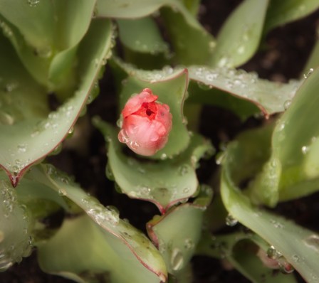 Maralee_Park_Day102_00001