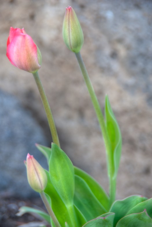 Maralee_Park_Day121_00003