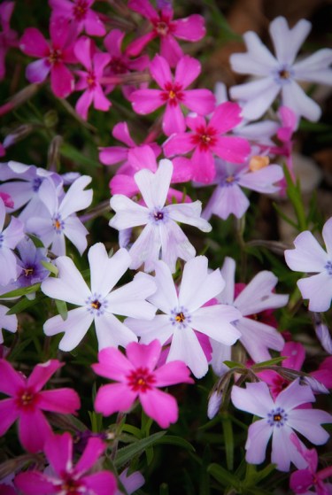 Maralee_Park_Day137_00002 Maralee_Park_Day137_00002