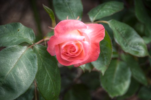 Maralee_Park_Day140_00004