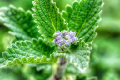 Maralee_Park_Day151_00002