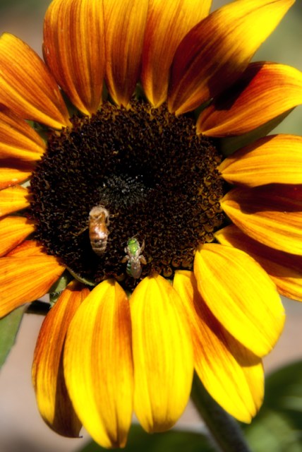 Maralee_Park_Day 166_00001