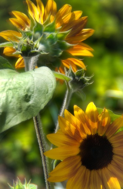 Maralee_Park_Day 166_00005