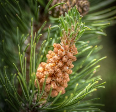 Maralee_Park_Day 167_00001  f/4.5 taken about a foot away from the subject