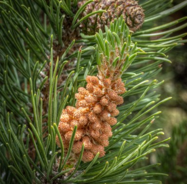 Maralee_Park_Day 167_00002  f/22 taken about a foot away from the subject