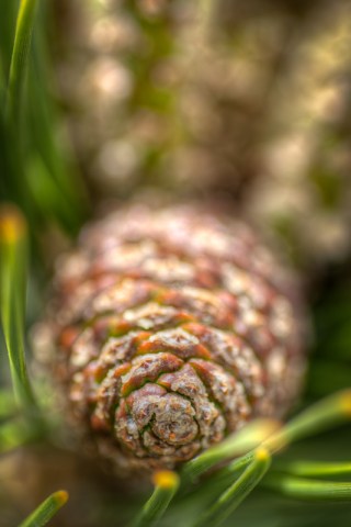 Maralee_Park_Day 167_00004  f/4.5 taken about 6" from subject