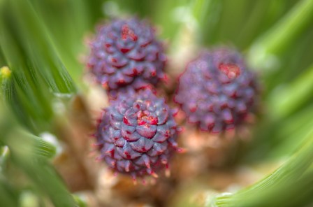 Maralee_Park_Day 167_00005  f/8 taken a few inches from subject