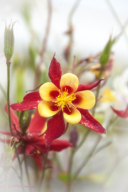 Maralee_Park_Day 170_00001