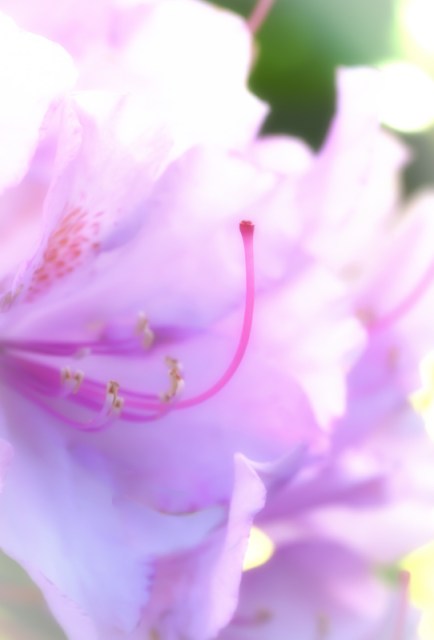 Maralee_Park_Day 171_00002