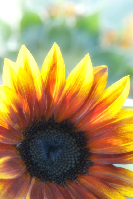 Maralee_Park_Day 171_00003