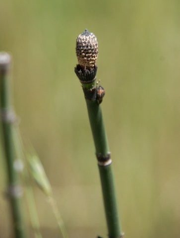 Maralee_Park_Day 172_00001