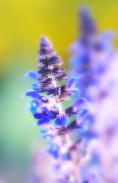 Maralee_Park_Day 174_00001