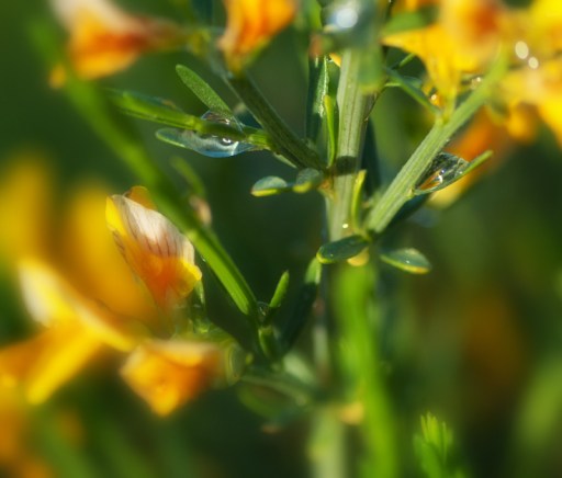 Maralee_Park_Day 174_00002