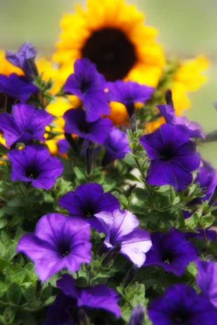 Maralee_Park_Day 180_00002