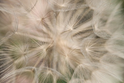 Same weed, different focus