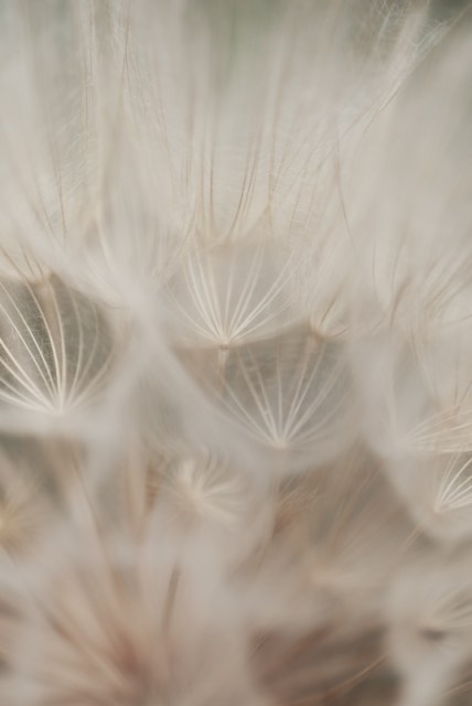 Same weed, different angle