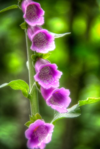 Maralee_Park_Day154_00015 Foxglove