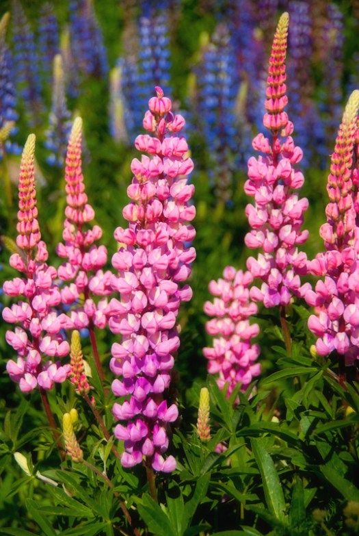 Maralee_Park_Day162_00003