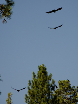 Maralee_Park_120727_31659-Edit