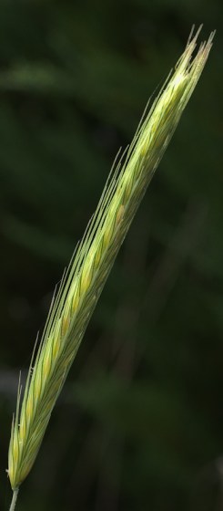 Maralee_Park_Day 198_00001