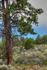 Maralee_Park_Day 199_00004