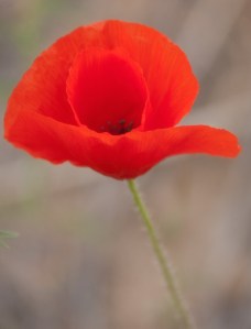 Maralee_Park_Day 199_00005