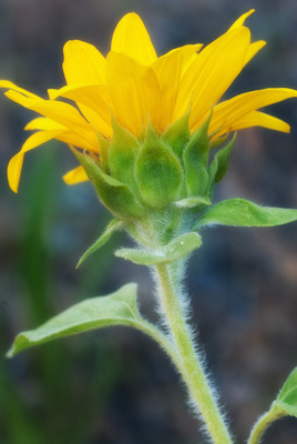 Maralee_Park_Day 205_00001