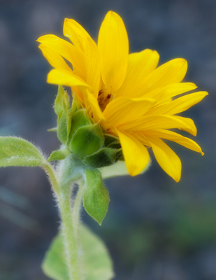 Maralee_Park_Day 205_00002