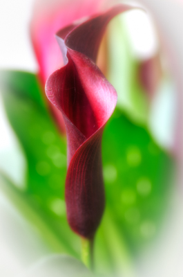 Maralee_Park_Day 207_00001