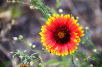 Maralee_Park_Day 207_00004