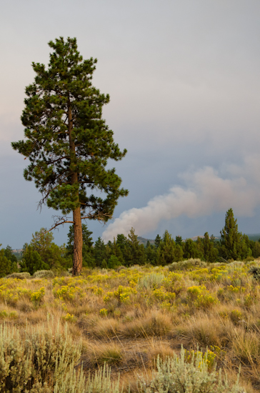 Plume from our front yard Plume from our front yard