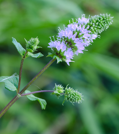 Mint Flower
