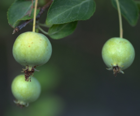 Crab Apples