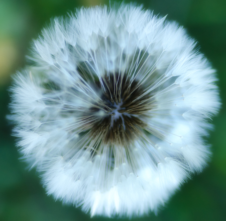 Dandelion Seeds