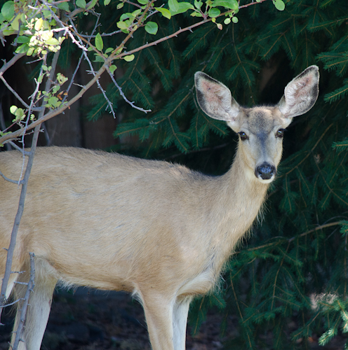 Maralee_Park_Day 224_00001